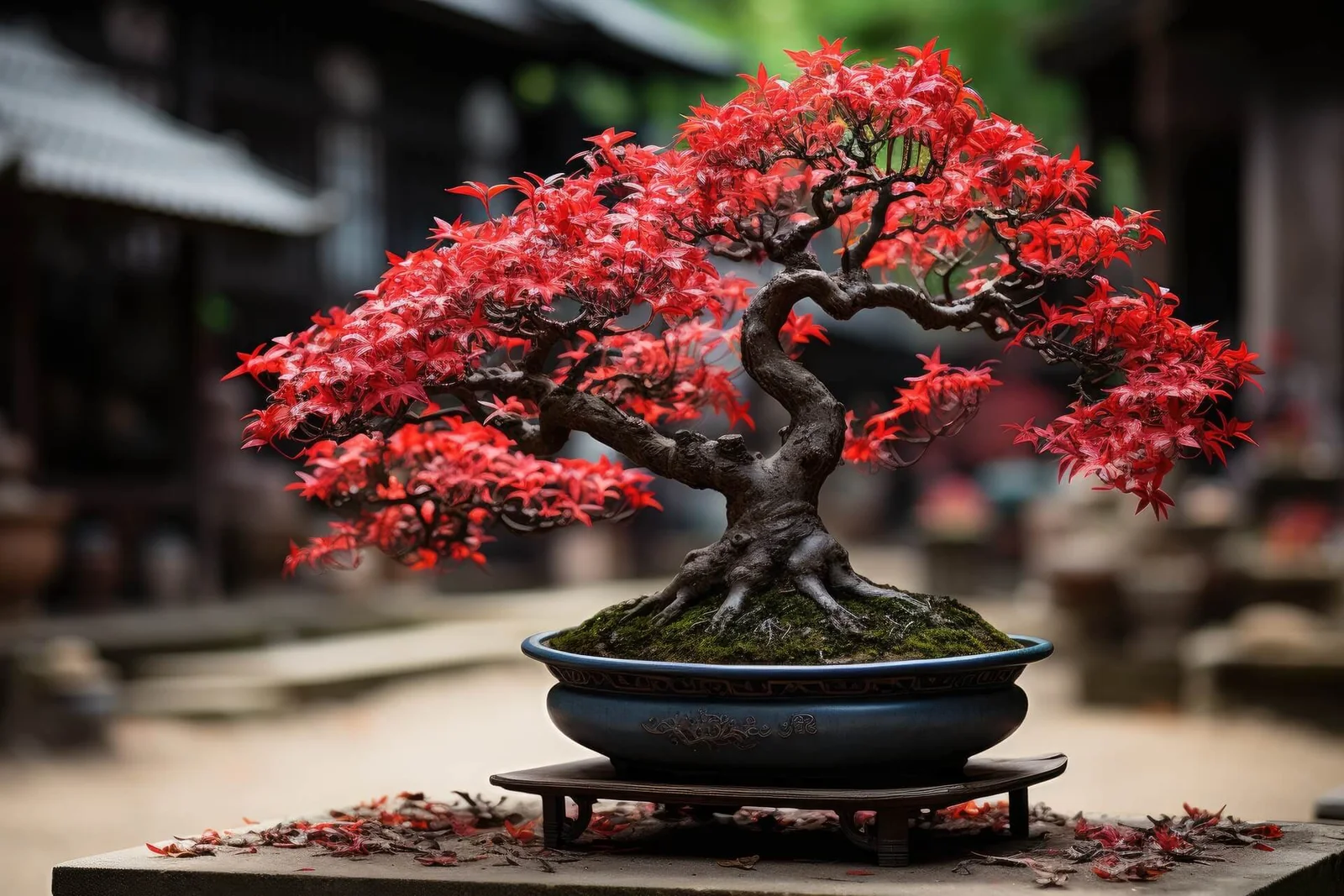 How to Grow and Care for Japanese Maple Bonsai