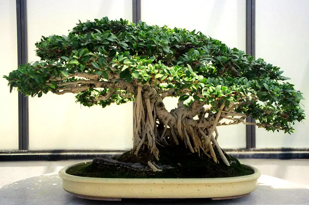 How to care for Ginseng Ficus Bonsai