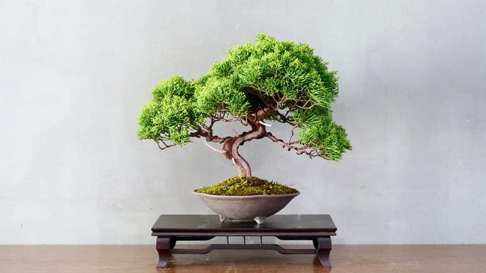 Care Guide For Juniper Bonsai