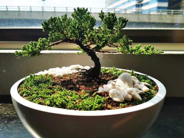 How To Care For Pine Bonsai