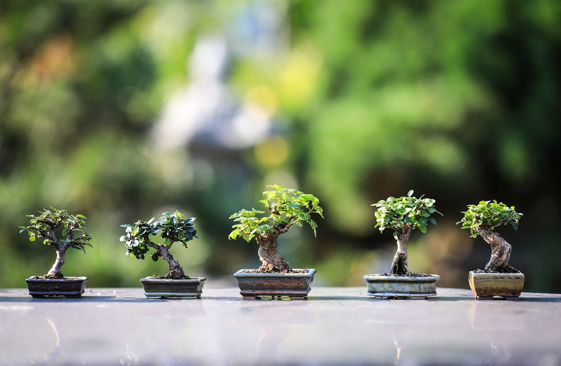 Which Bonsai Pot Are Perfect For Every Styles