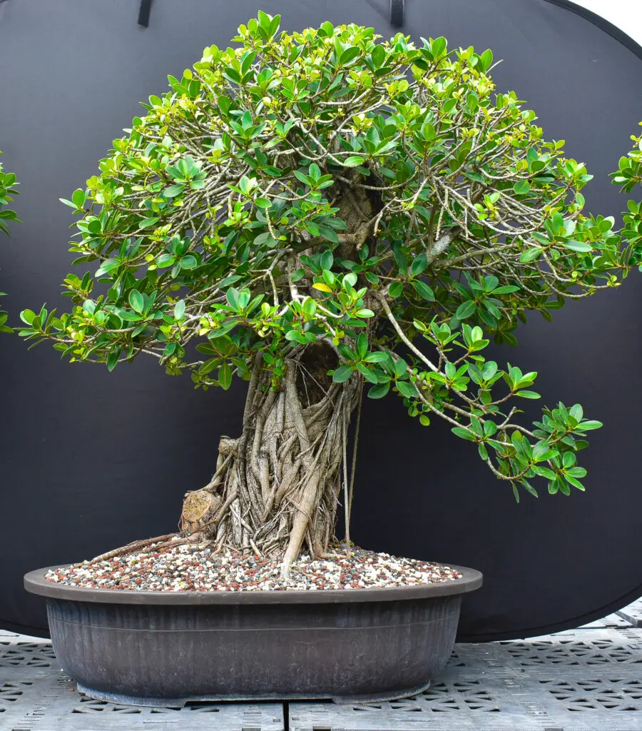 Ficus Green Island Indoor bonsai tree