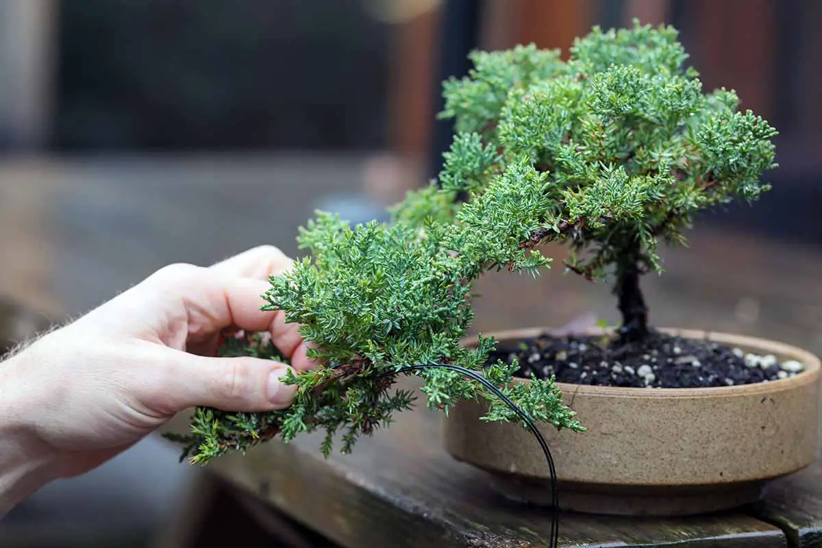 How To Start Pruning Bonsai