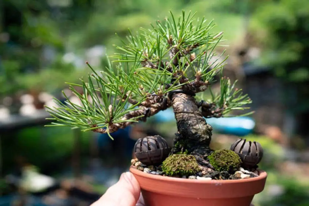 Pine Bonsai