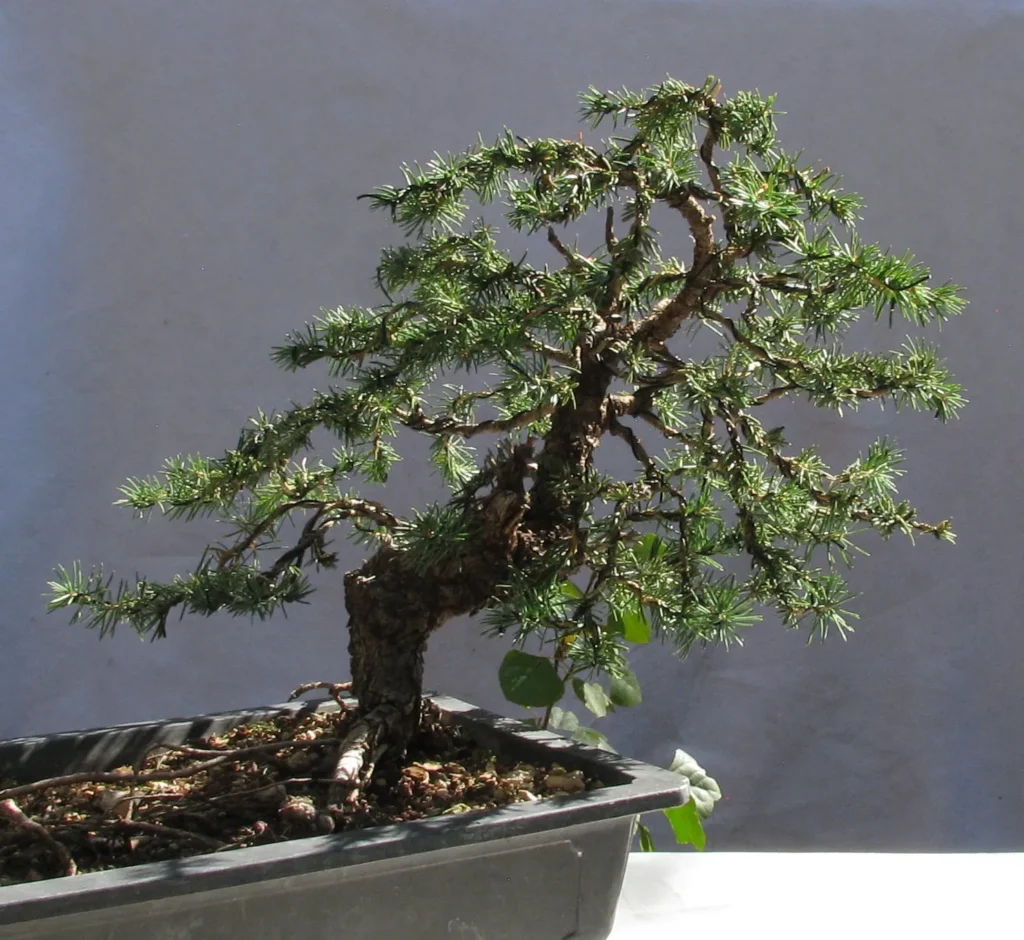 Spruce Bonsai Care