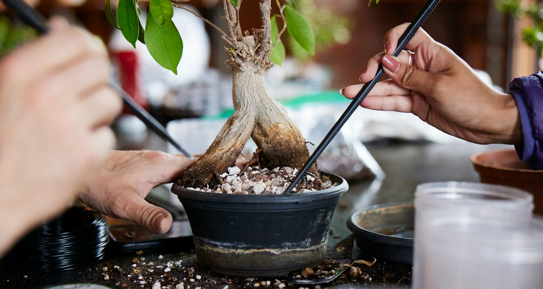 How To Repotting Bonsai with perfection