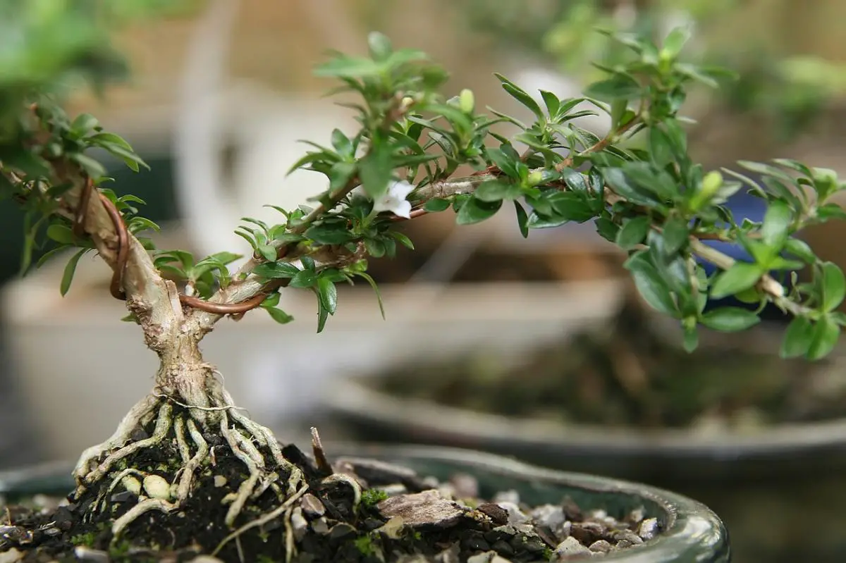 How To Grow And Care For Serissa Bonsai