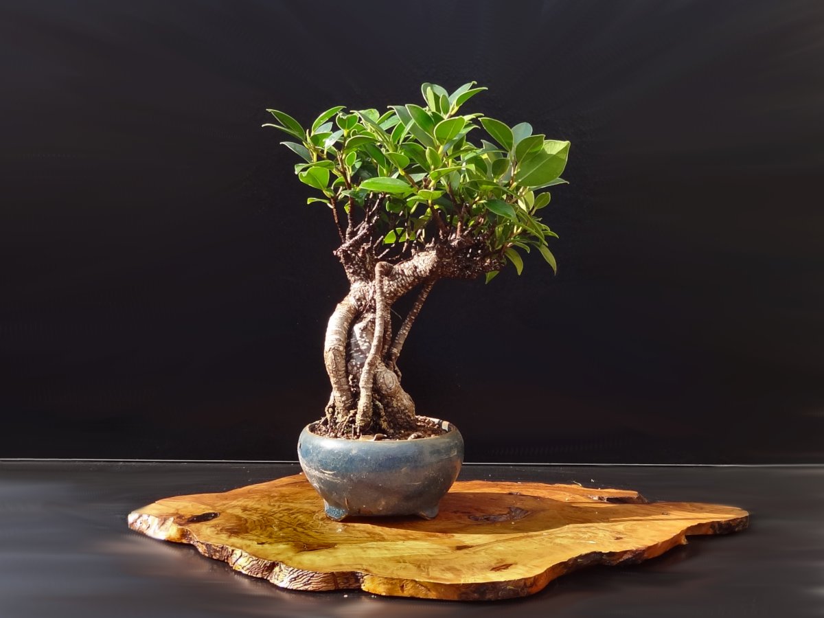 Indoor Bonsai Tree: The Real Deal