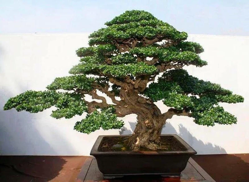 Care Guide For Fukien Tea Bonsai