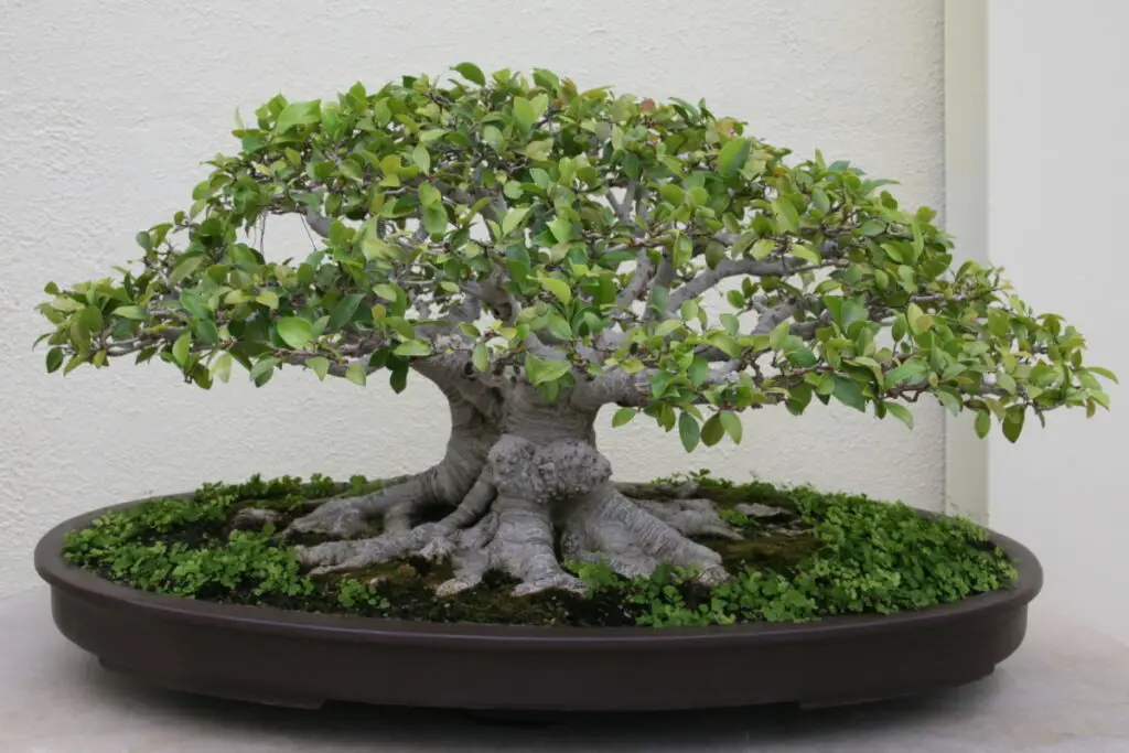 Ginseng Ficus Bonsai care