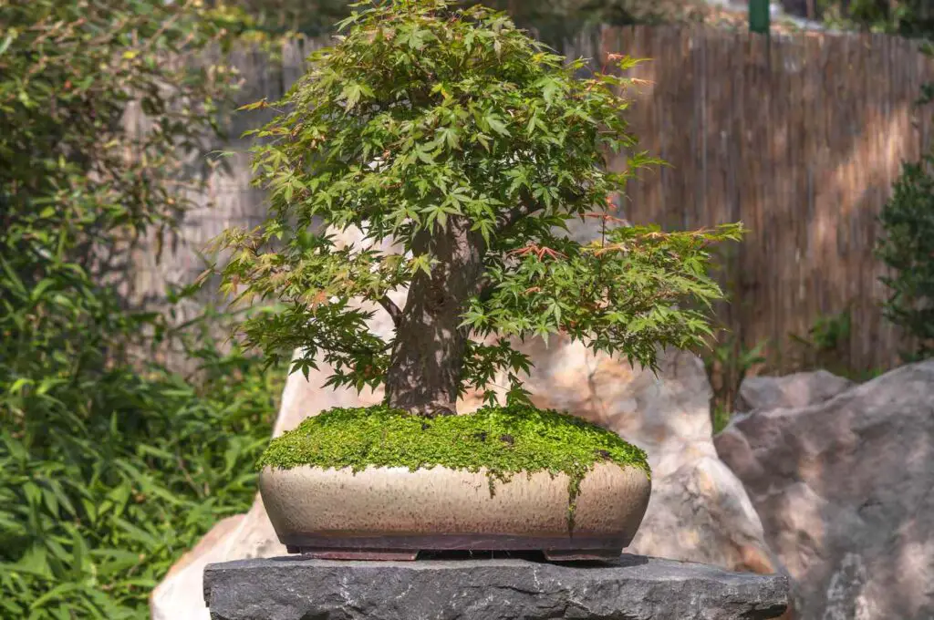 Japanese maple bonsai