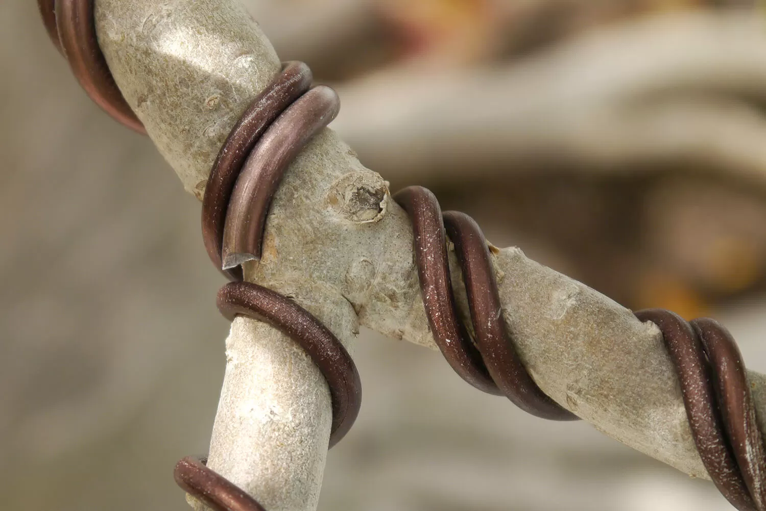 How To Do Bonsai Wiring Perfectly