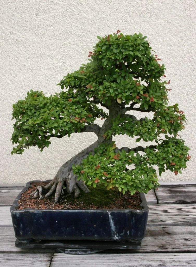 Chinese Elm Bonsai Care Guide