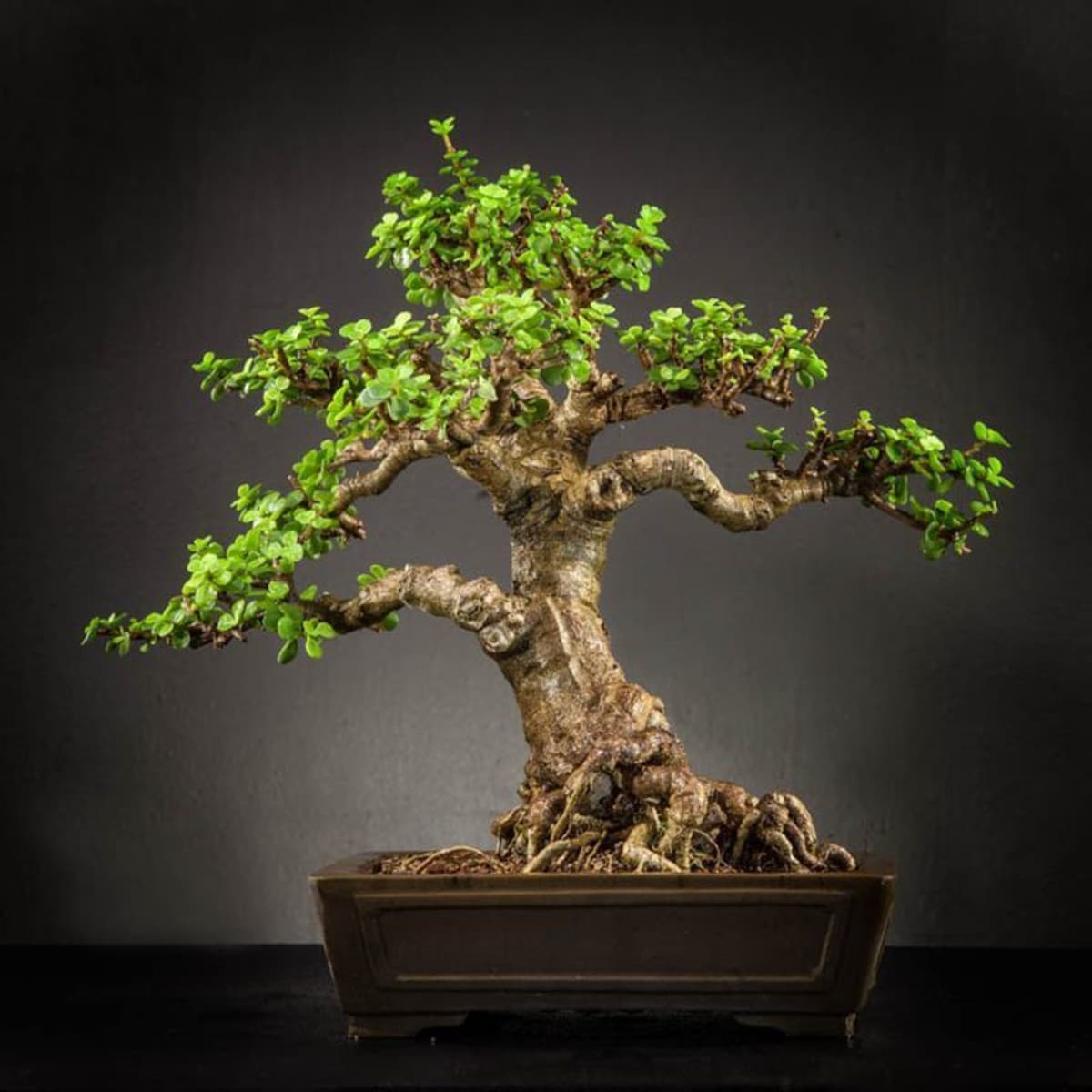 Care Guide For Jade Bonsai Tree