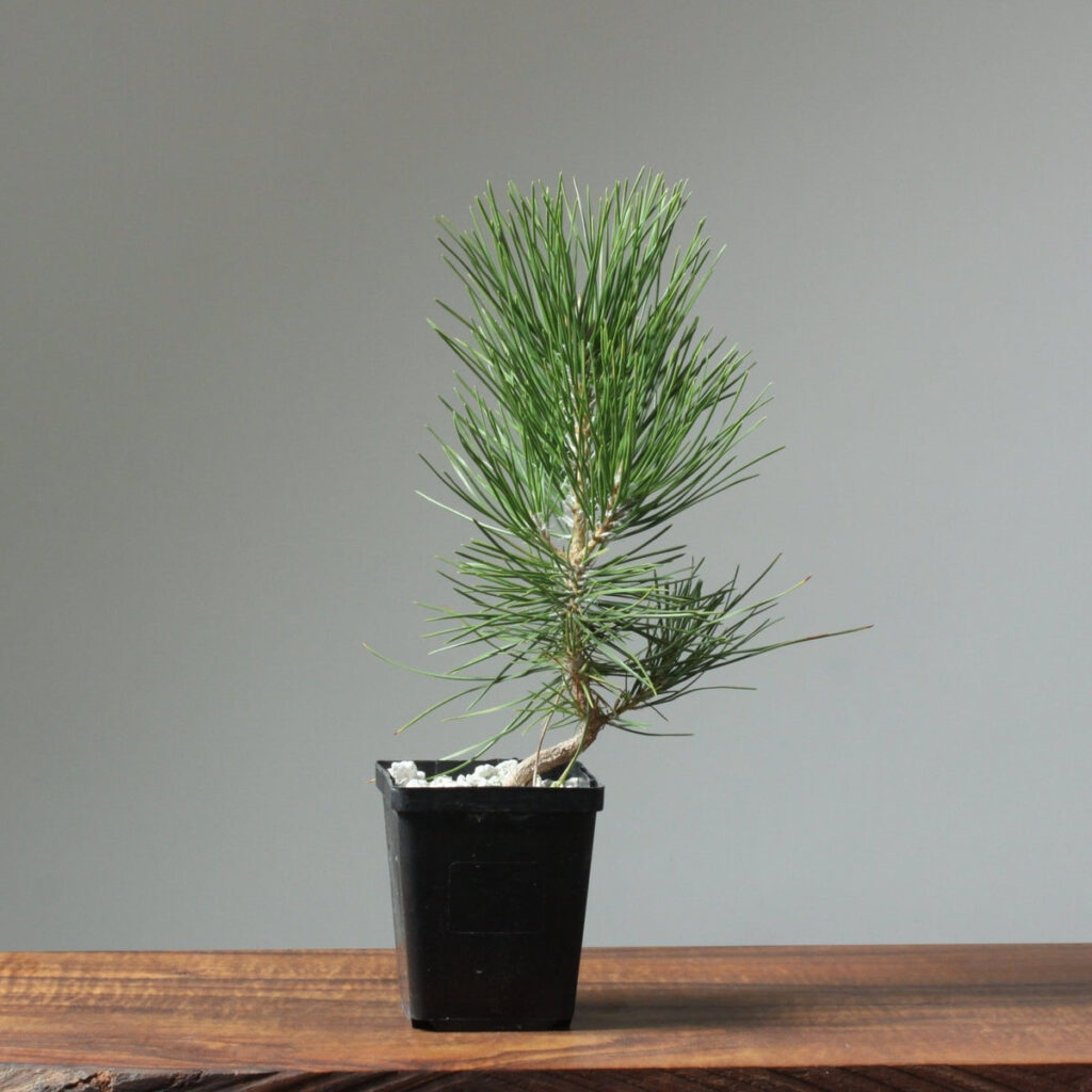 japanese black pine potted bonsai starters 926843 1200x1200