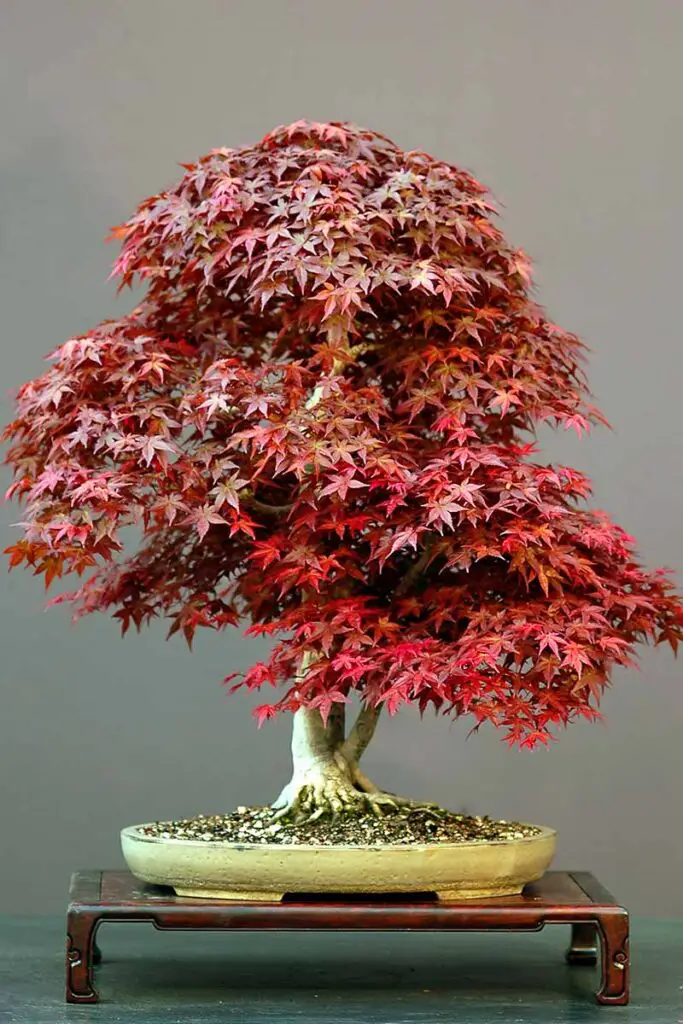 japanese maple bonsai tree