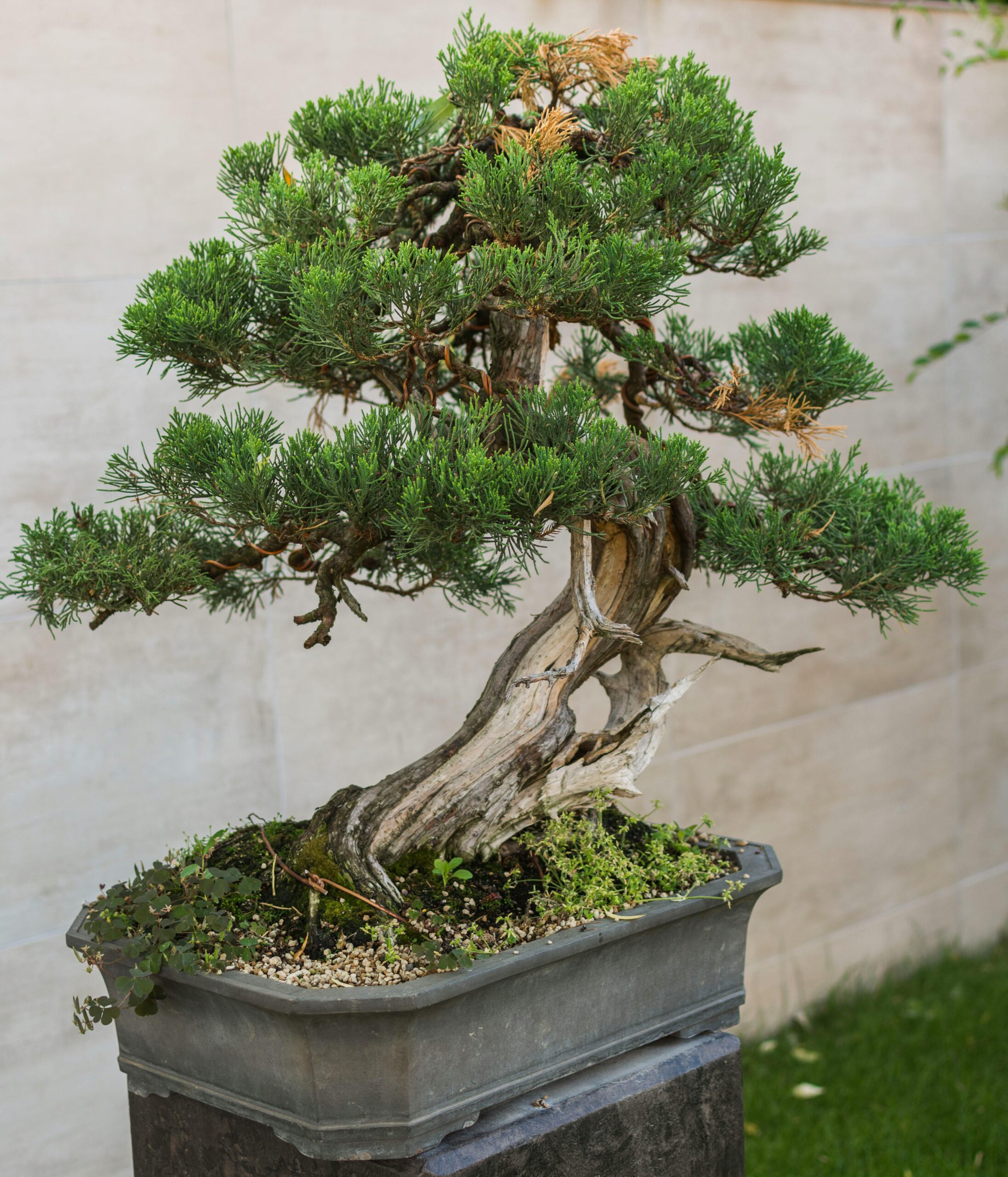 Picture of a Bonsai