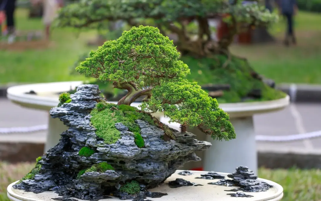 How To Care And Grow CHINESE ELM BONSAI