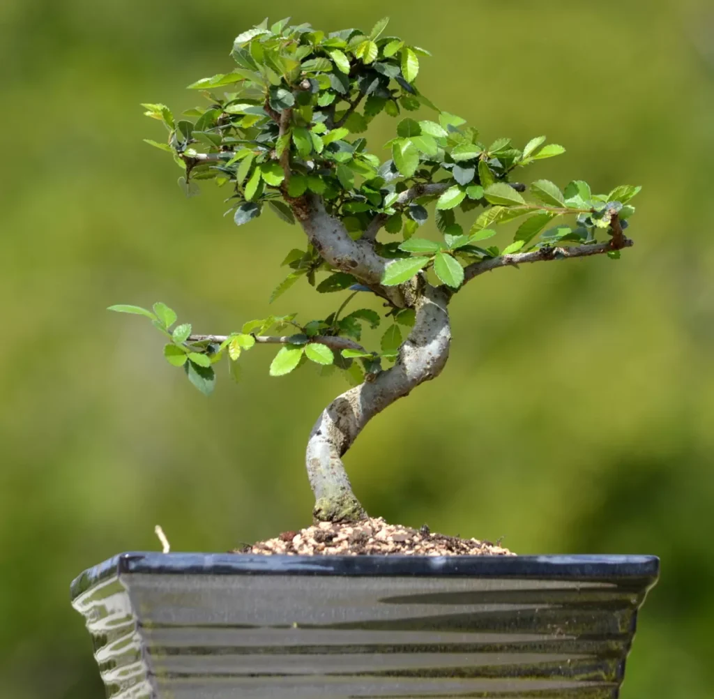 Fukien Tea Bonsai