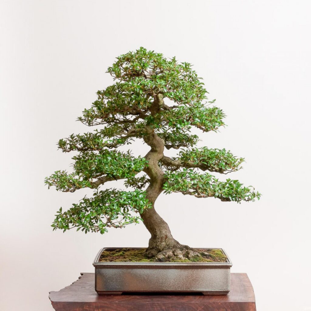 satsuki azalea bonsai instructions