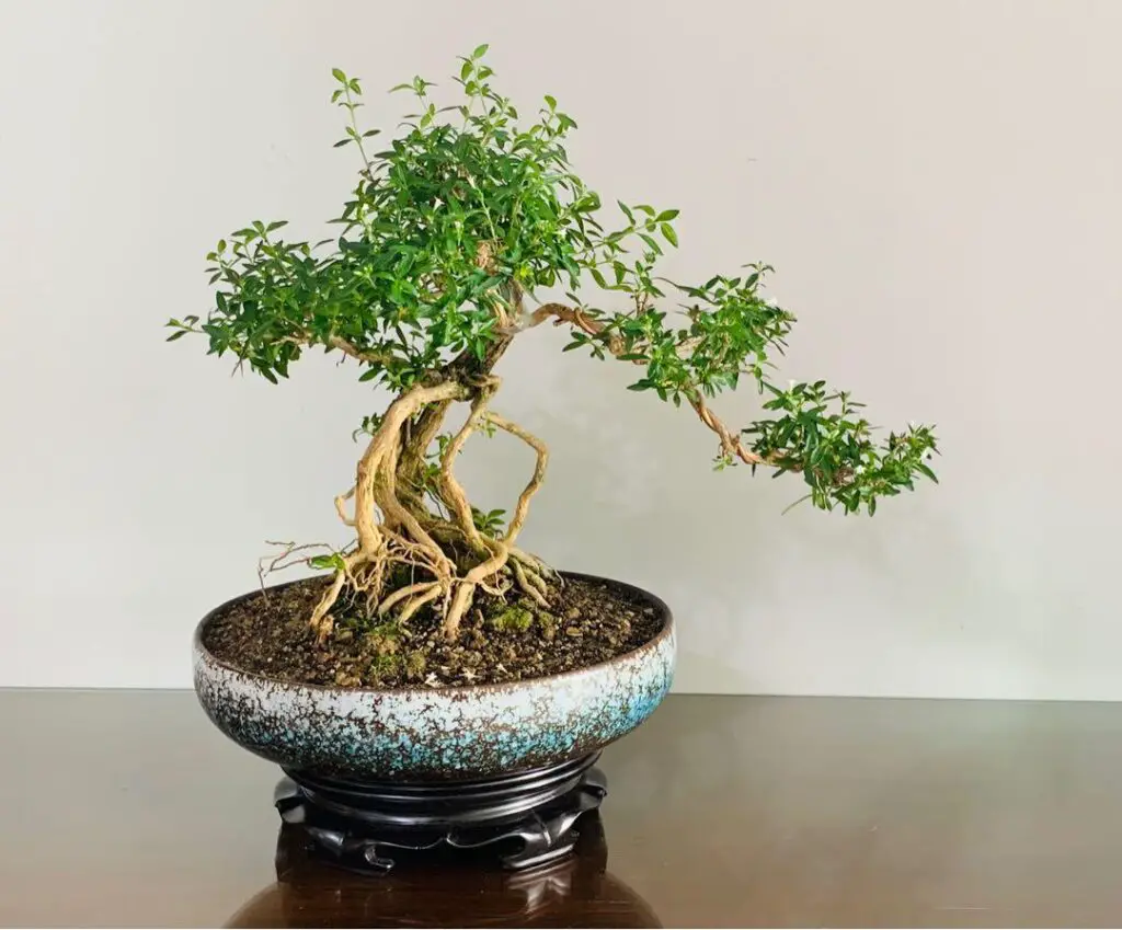 Serissa Bonsai care