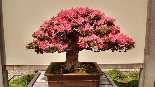 Azalea Bonsai Care Guide