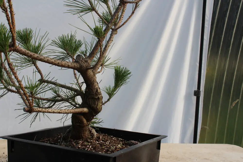 Bonsai Trunk: Perfect Shaping, Tapering, & Thickening