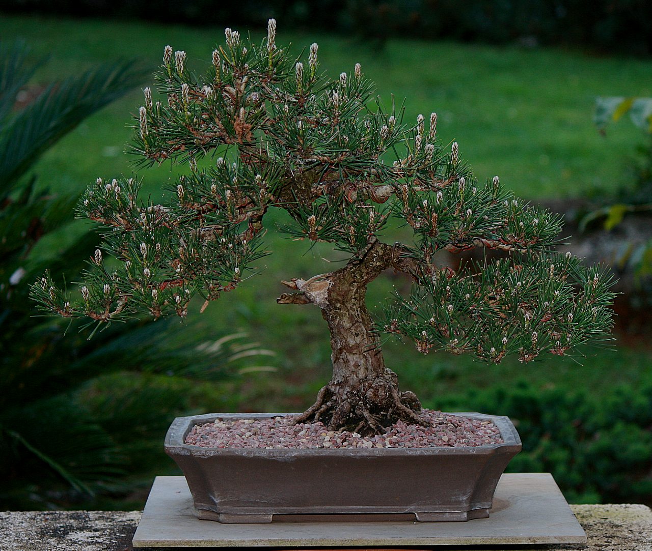 Nebari: The Foundation of Bonsai Design