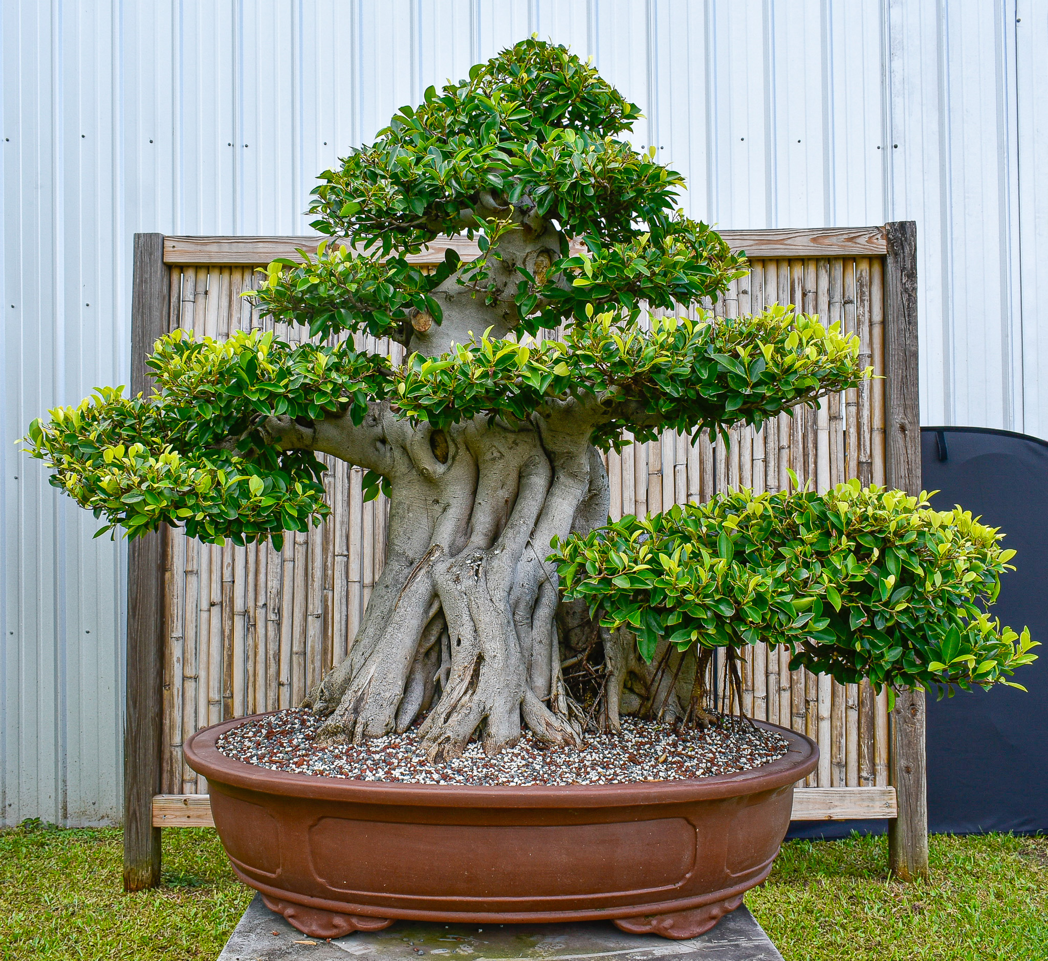 Buying a Bonsai tree – 5 things to lookout for