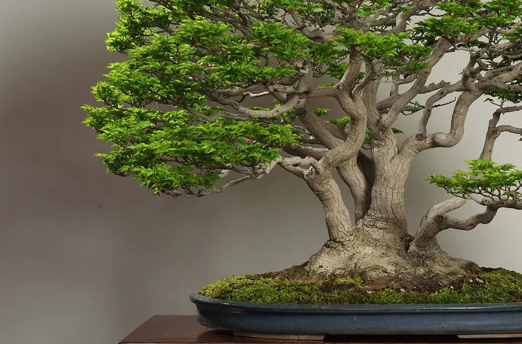 Buying Bonsai Nursery Stock: A great way to kickstart your Bonsai journey